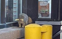 Білка-завсідник Burger King щодня приходить в ресторан за своєю картопелькою фрі (фото)