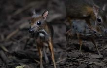 Розміром з долоню: у Варшавському зоопарку народився крихітний яванський олень (фото, відео)