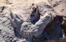 Вчені виявили сотні добре збережених відбитків лап динозаврів (фото)
