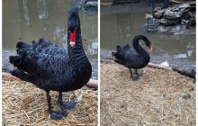 На Одещині врятували австралійського чорного лебедя: птах не може літати  (фото)