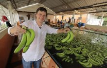 Опасны ли экзотические фрукты с полок магазинов: Комаров покажет, как выращивают бананы для экспорта в Украину