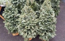 В Одессе с 1 января использованные новогодние елки будут менять на сладости