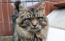 Діти вирвали кігті, ходить лише на подушечках: волонтери розповіли про нову проблему врятованого кота (фото)