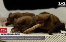 Крилаті сусіди: понад півтисячі кажанів оселилися на балконі харківської квартири (відео)