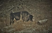 У Чорнобилі в стаді здичавілих корів з'явився новий лідер: він "посунув" підсліпуватого попередника (фоторепортаж)