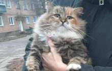 В Харьковской области живодеры убили кошку и повесили на воротах церкви