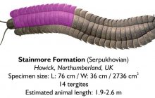 Монстр размером с машину: ученые изучили окаменелые останки многоножки-гиганта