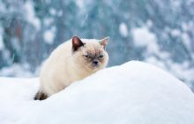"Одевайтесь тепло": украинцев предупредили о сильных морозах до -23°