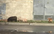 В Мелитополе свиньи бегают по улицам с бездомными собаками (фото)