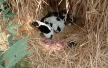 Притискалися й гріли: в Індії безпритульна собака з цуценятами врятувала немовля