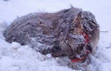 В России монастырь выбросил старенького ослика в -25°C: животное нашли замерзшим