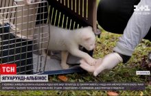 В Колумбии спасли детеныша-альбиноса редкого вида животных (видео)