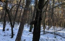 Во Львовской области на дереве нашли почти 80-летнюю мину (фото)