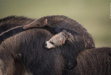 Участники премии Wildlife Photographer в категории "Выбор народа"