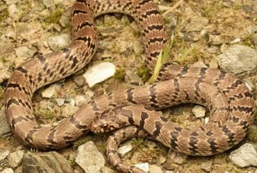 В Індії вчені випадково відкрили новий вид змій завдяки фото в Instagram