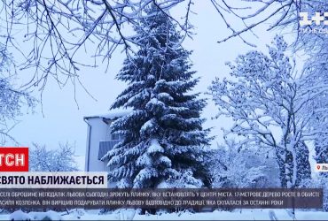 Львов активно готовится к новогодне-рождественским праздникам: уже срезают елку