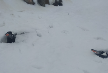 Пингвинов засыпало по самую голову: в Антарктиде выпало рекордное количество снега (фото)