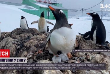 В Антарктиді зафільмували пінгвінів у кучугурах – там намело понад 2,5 метри снігу