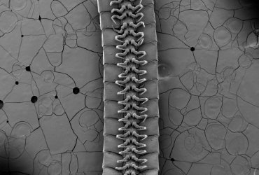 Науковці знайшли новий вид багатоніжок з тисячею лапок: це рекорд (фото)
