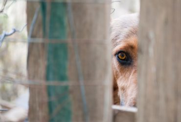 В Одесі зі скандалом виділили 5 мільйонів гривень на вилов і стерилізацію бездомних тварин