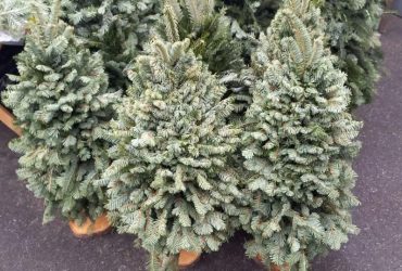 В Одесі продавці облили соляркою тисячі хвойних дерев, які не змогли продати до Нового року