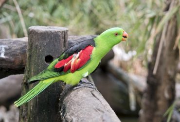 Пьяные попугаи терроризируют жителей Австралии