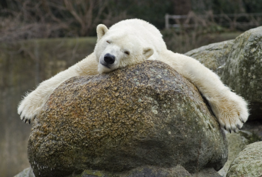 У зоопарку Берліна померла найстаріша біла ведмедиця в Європі (фото)