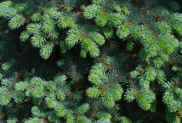 Що робити з ялинкою після Нового року 2024: не поспішайте викидати в сміття