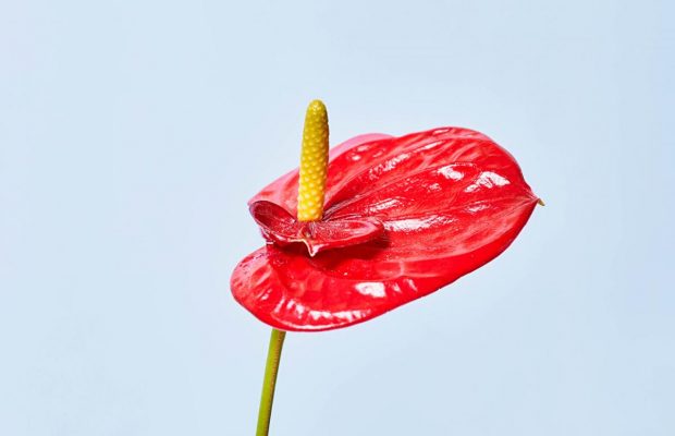 Цвет значит больше, чем вы думаете: какой цвет крови при месячных кричит об опасности