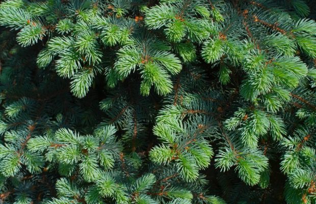 Що робити з ялинкою після Нового року 2024: не поспішайте викидати в сміття