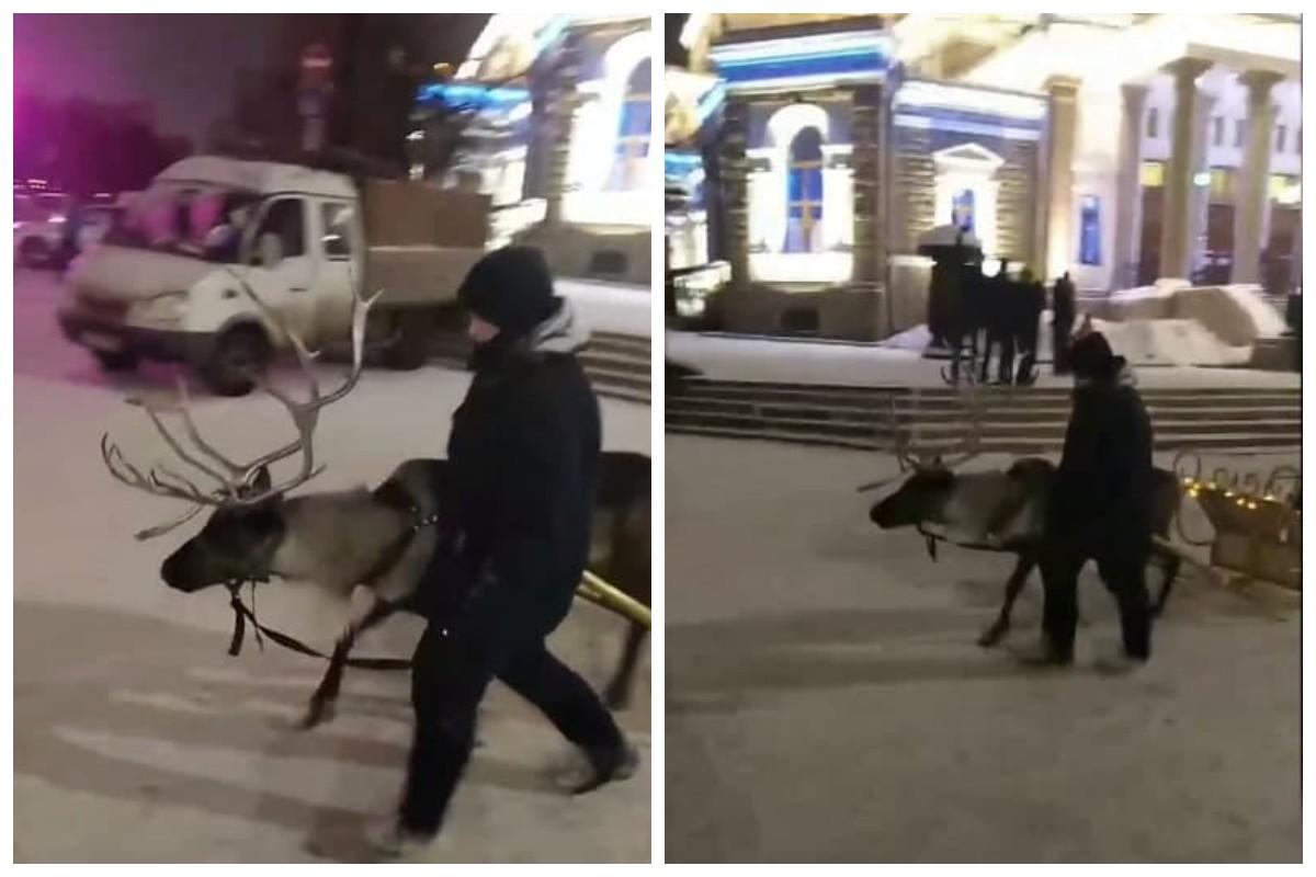 Перехожі звернули увагу на оленя і зняли інцидент на відео / скріншоти з відео Перехожі звернули увагу на оленя і зняли інцидент на відео / скріншоти з відео