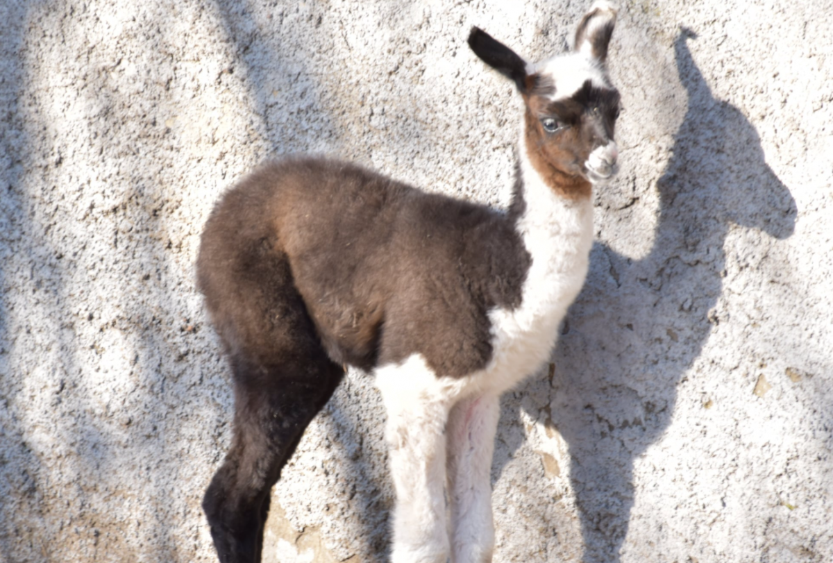 A baby llama was born in Odessa / photo by KU 
