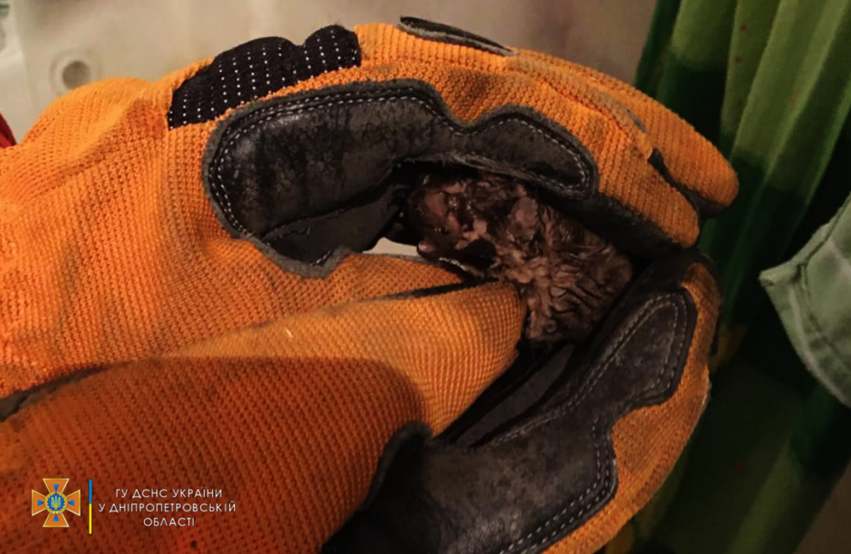 A bat was found in an apartment in Dnipro / photo by State Emergency Service