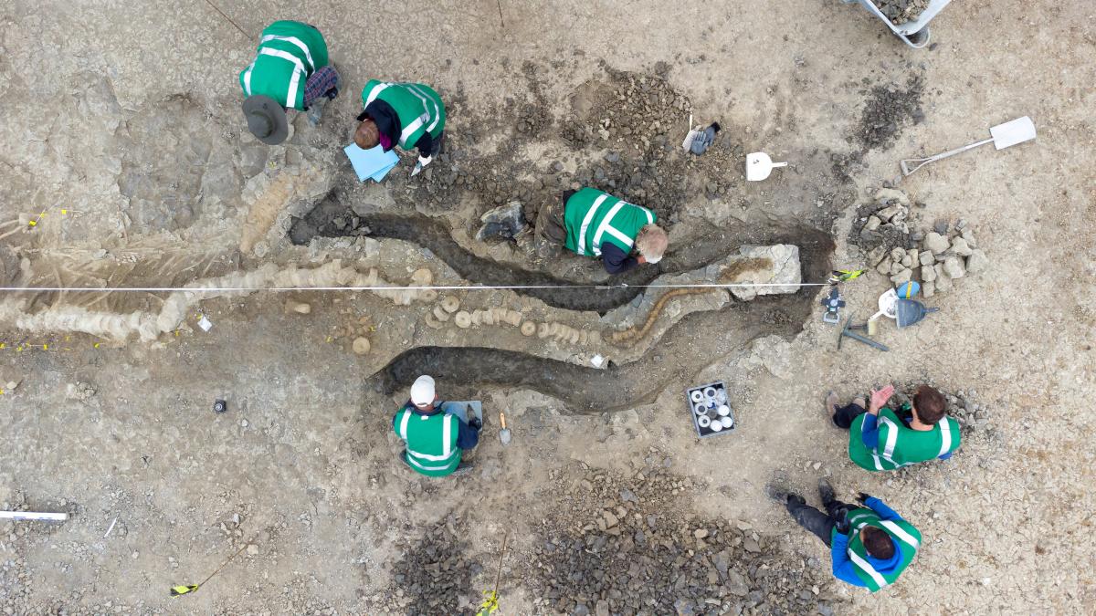 10-метровый скелет ихтиозавра нашли в Англии / фото REUTERS