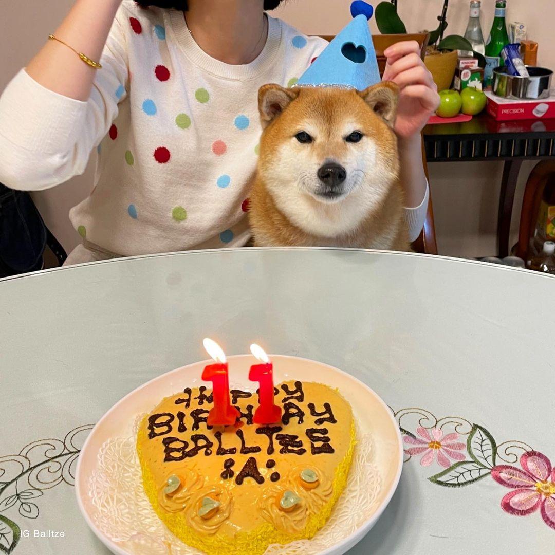 Пес из мемов Чимс отпраздновал день рождения / фото instagram.com/balltze