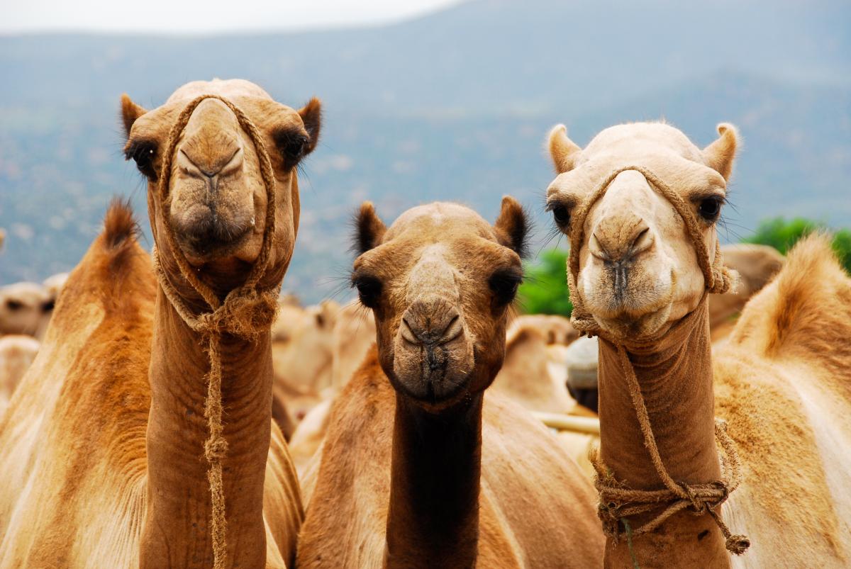 Ночь в отеле для верблюдов в Саудовской Аравии обойдется примерно в 3000 гривень / фото ua.depositphotos.com