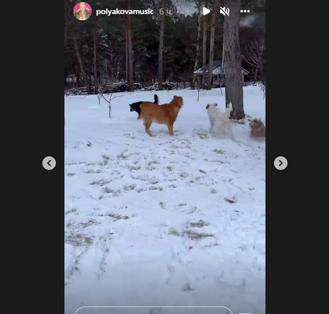 Оля Полякова показала свои собак / скриншот