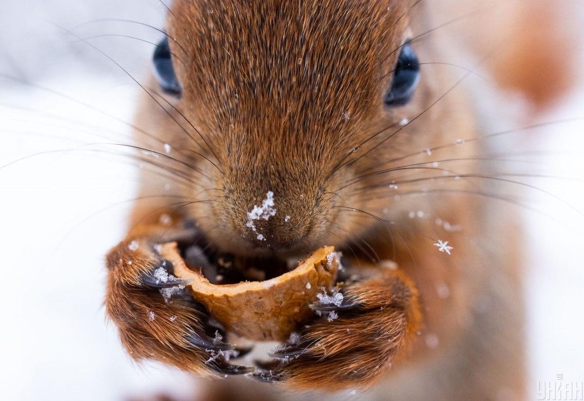 11 грудня у Києві буде до + 1° / фото УНІАН 11 грудня у Києві буде до + 1° / фото УНІАН