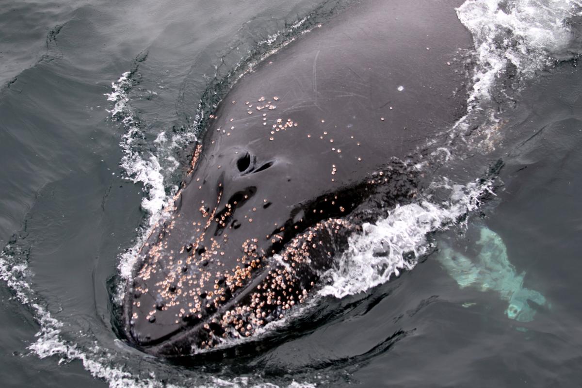 Ученые сделали уникальные фото китов / фото facebook.com/AntarcticCenter