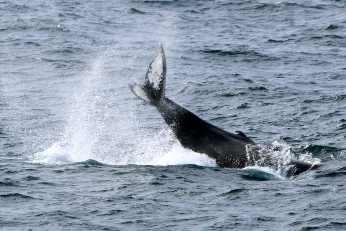 Ученые сделали уникальные фото китов / фото facebook.com/AntarcticCenter
