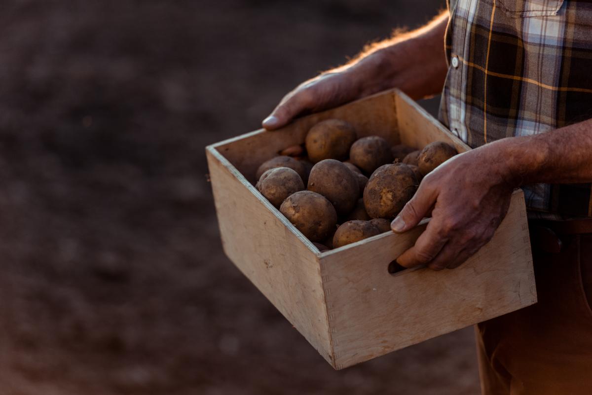 Многие фермеры не смогли продать картофель / фото ua.depositphotos.com