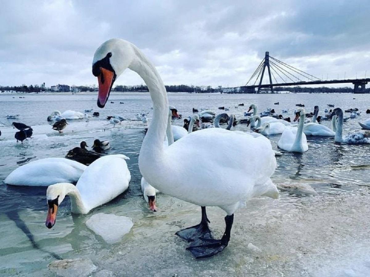 Лебеди в парке "Наталка" зимуют уже не первый год / фото facebook.com/zelenbud