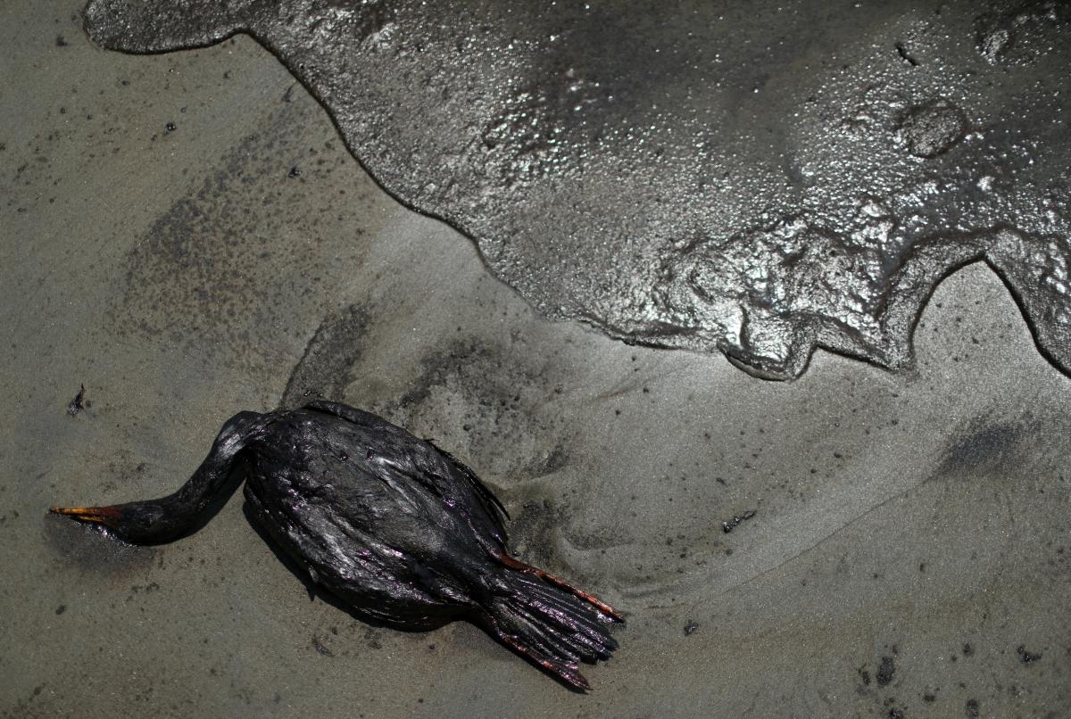За оцінками міністерства довкілля, у воду потрапили близько 6000 барелів сирої нафти / фото REUTERS