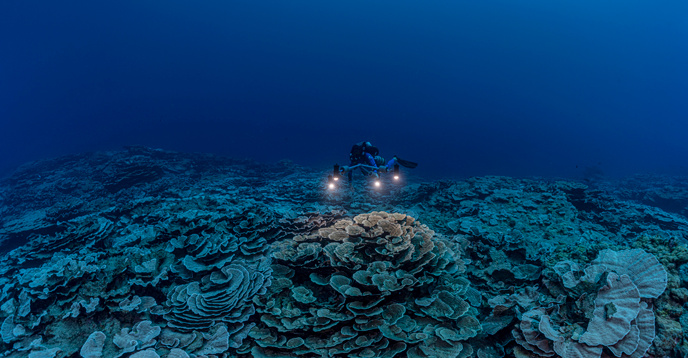 Відкриття рифу в хорошому стані біологи називають відмінною новиною \ фото unesco