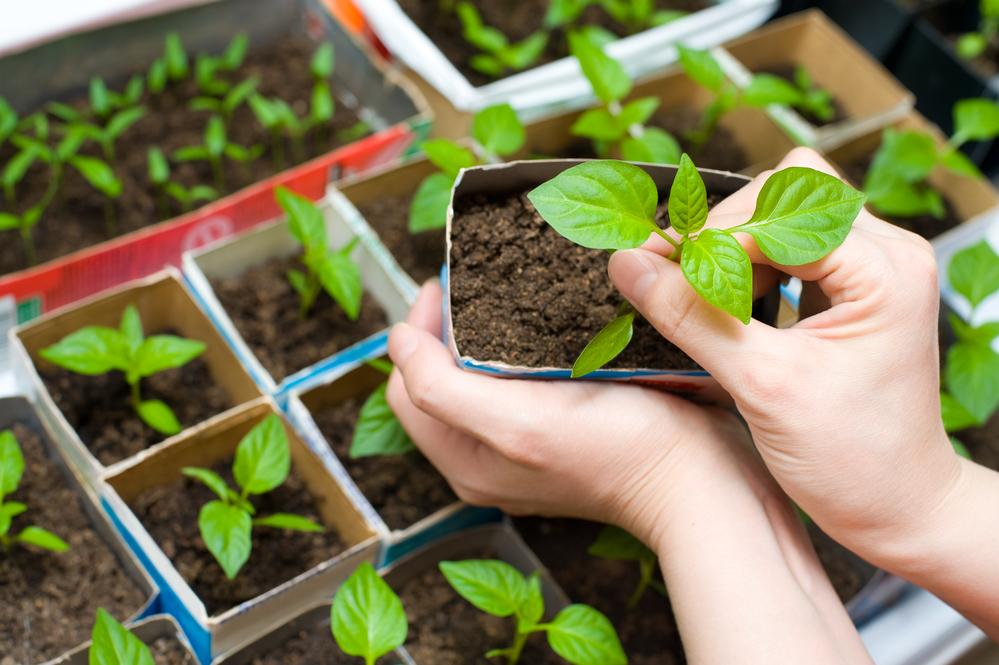 What to plant for seedlings in February / ua.depositphotos.com