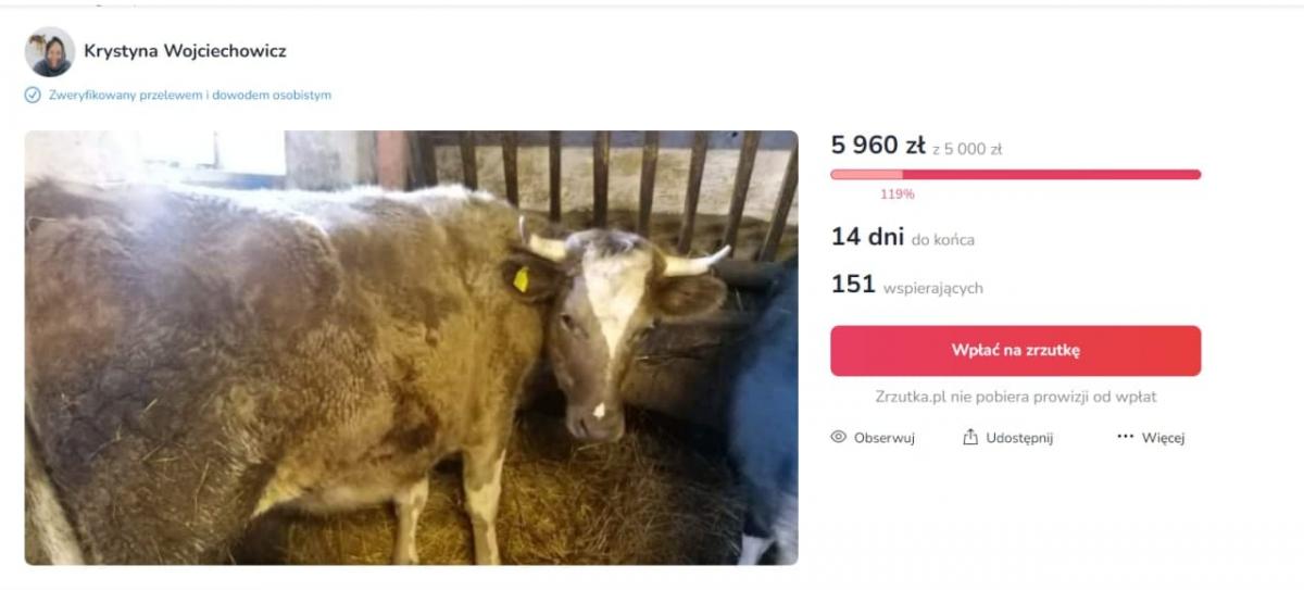 Фермеры, узнавшие о спасении "коровы-транссексуала". были возмущены / скриншот - zrzutka.pl