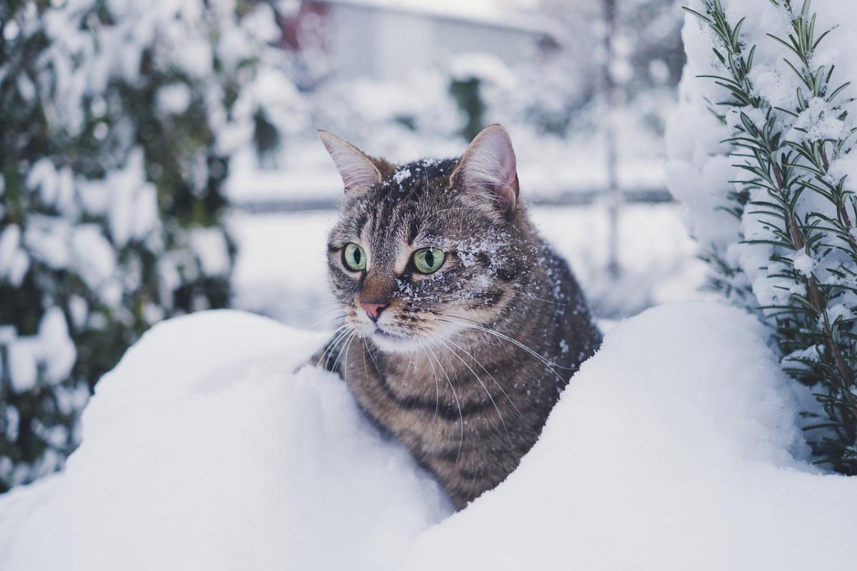 31 января в Украине будет снежить / фото pixabay
