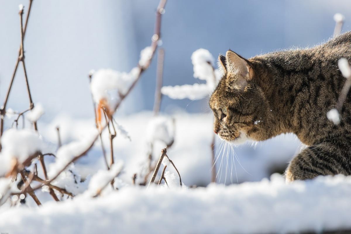 Прогноз на зиму / фото pixabay