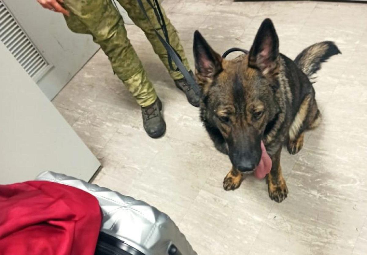 Пройти непоміченими зловмисники не змогли, адже на їх валізи звернув увагу службовий собака / фото dpsu.gov.ua Пройти непоміченими зловмисники не змогли, адже на їх валізи звернув увагу службовий собака / фото dpsu.gov.ua