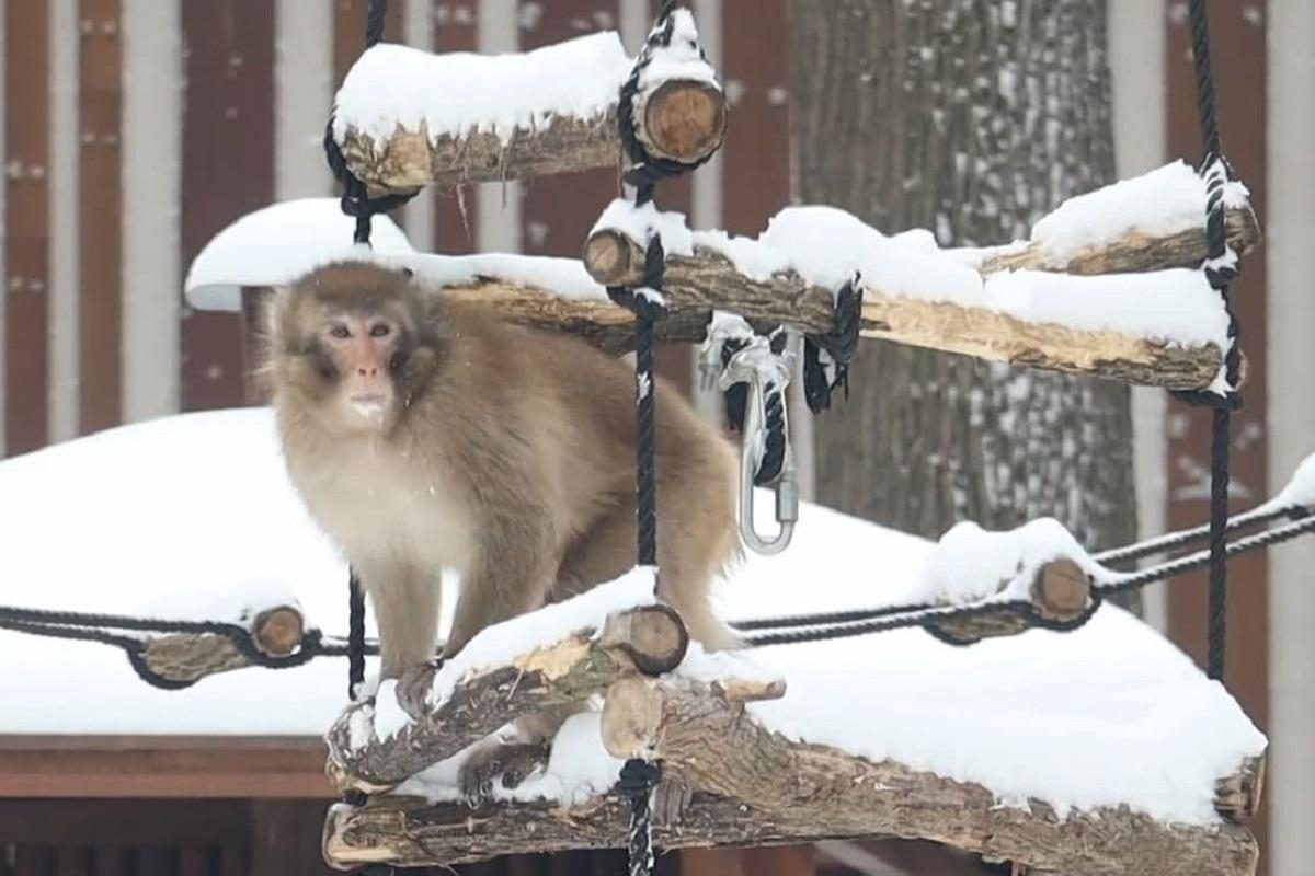 Зимние игры: в харьковском зоопарке устроили снежный квест для макак  (видео) — УНИАН